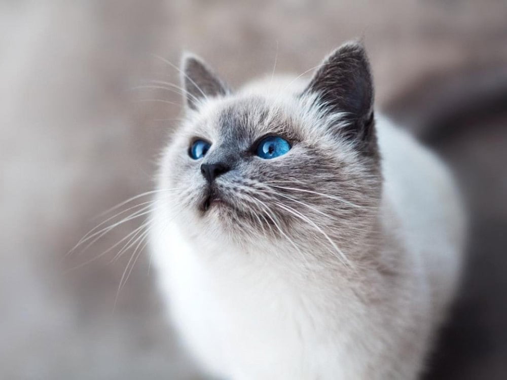 Blue Colourpoint Ragdoll Cat: Characteristics, Personality & Care Guide