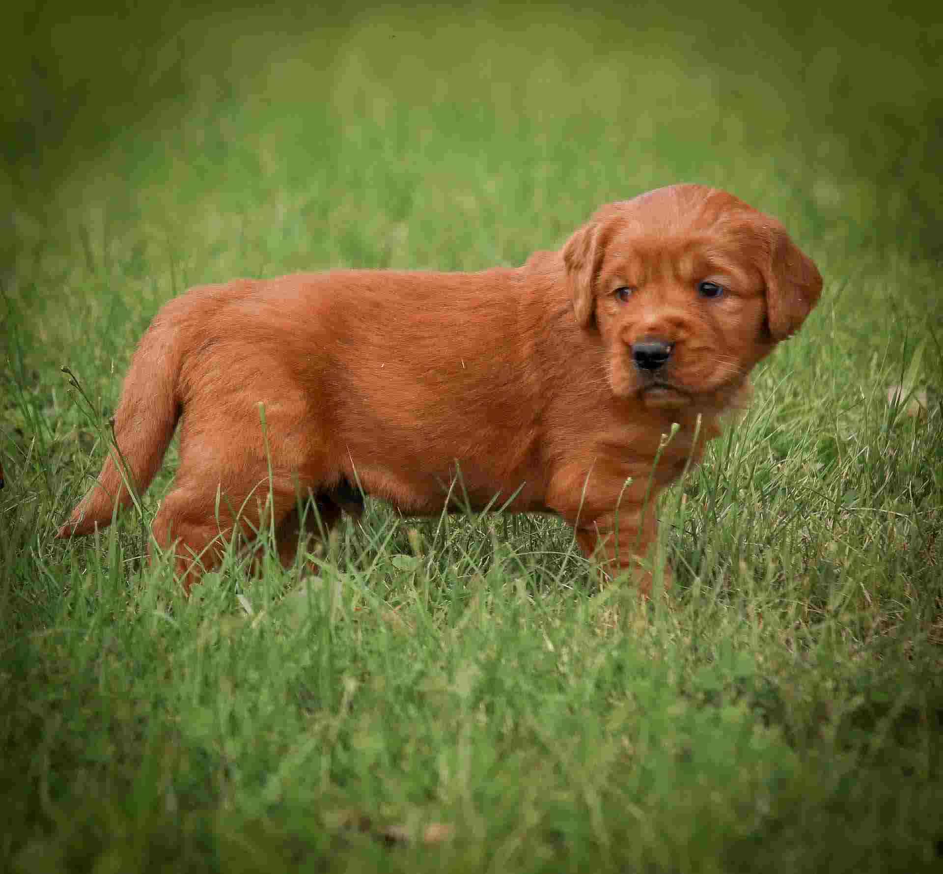 red golden retriever puppies