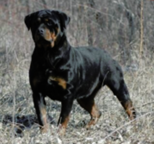Best Rottweiler Breeders in Minnesota: Quality Puppies for Your Family