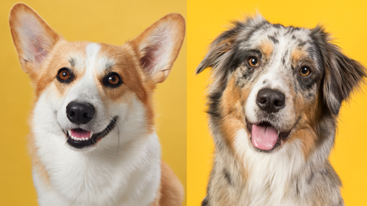 Auggie Dog Care: Raising a Happy and Healthy Corgi Aussie Mix