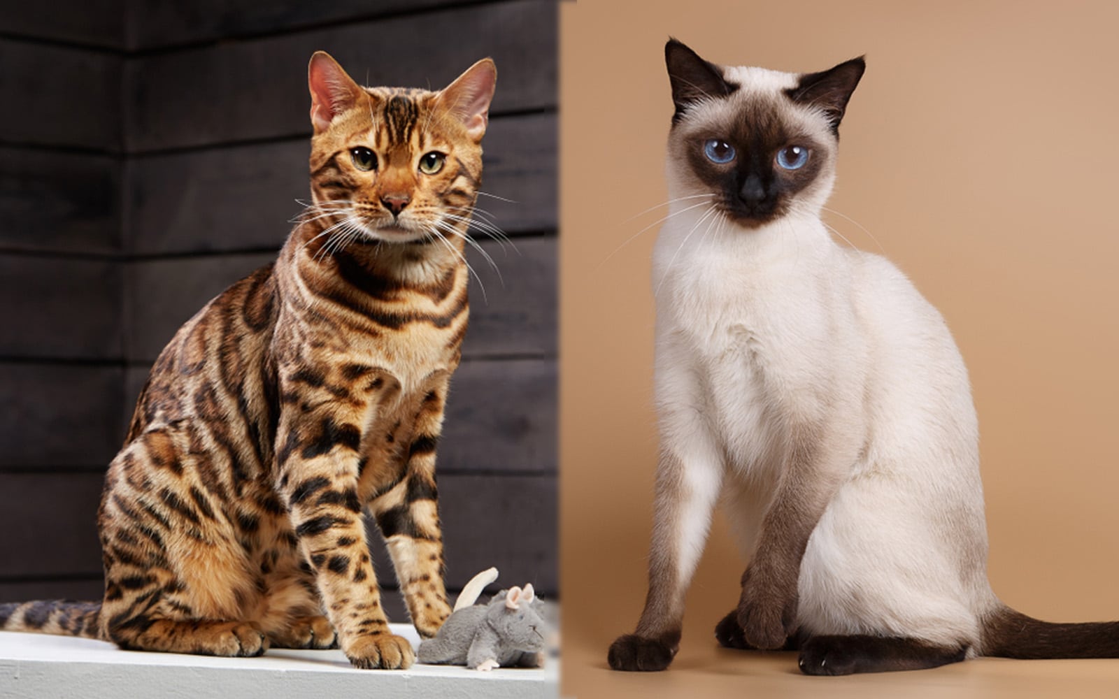 Discover the Best Siamese Mix Cat Breeds for Families