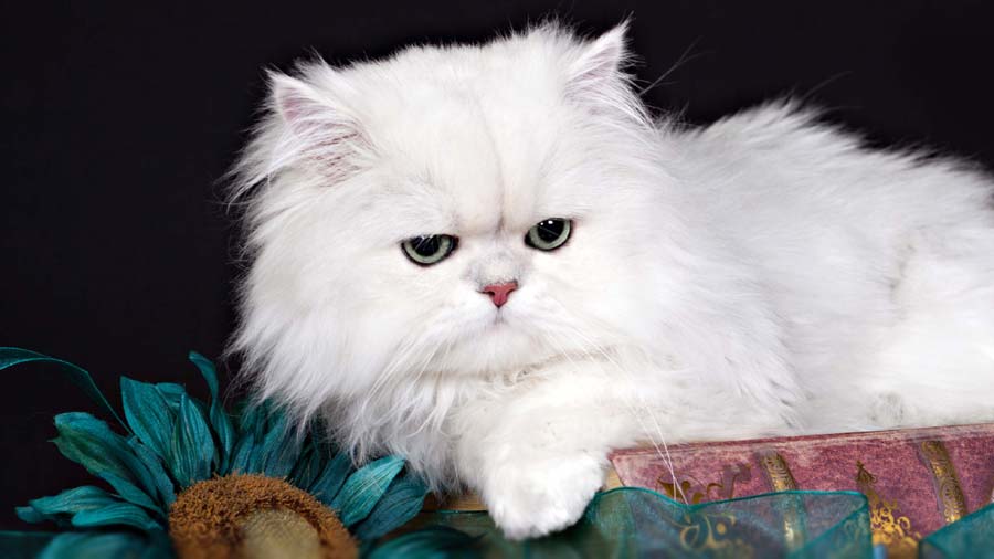 Understanding Persian Cat Prices: From Breeders to Adoption