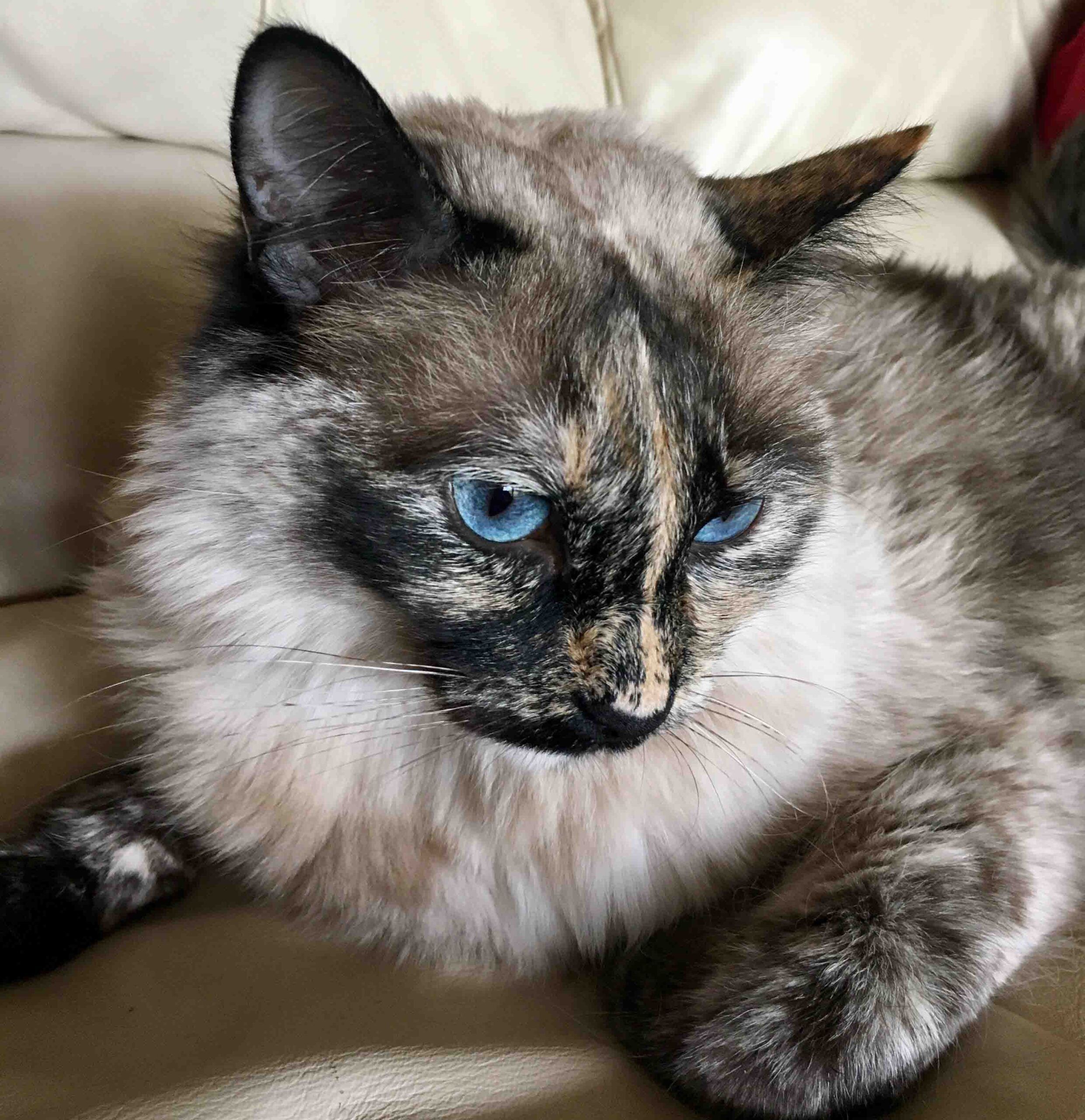 siamese tortoiseshell cat
