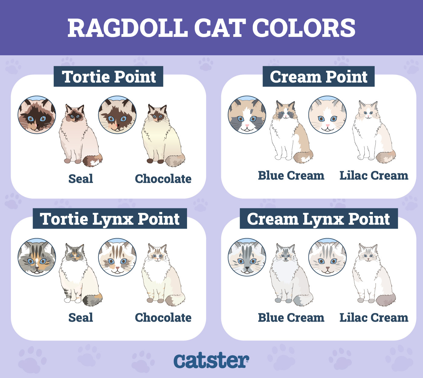 Lynx Ragdoll Cats: Characteristics, Colors, and What Makes Them Special
