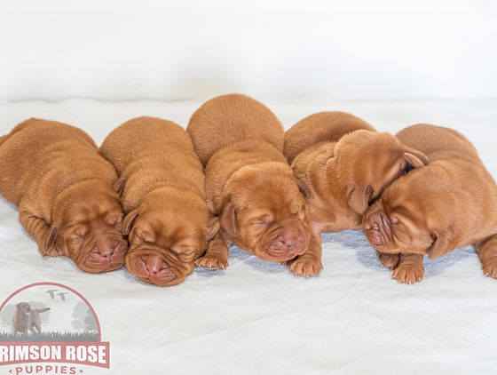 Fox Red Labrador Retriever Puppies for Sale: Find Your Perfect Pup