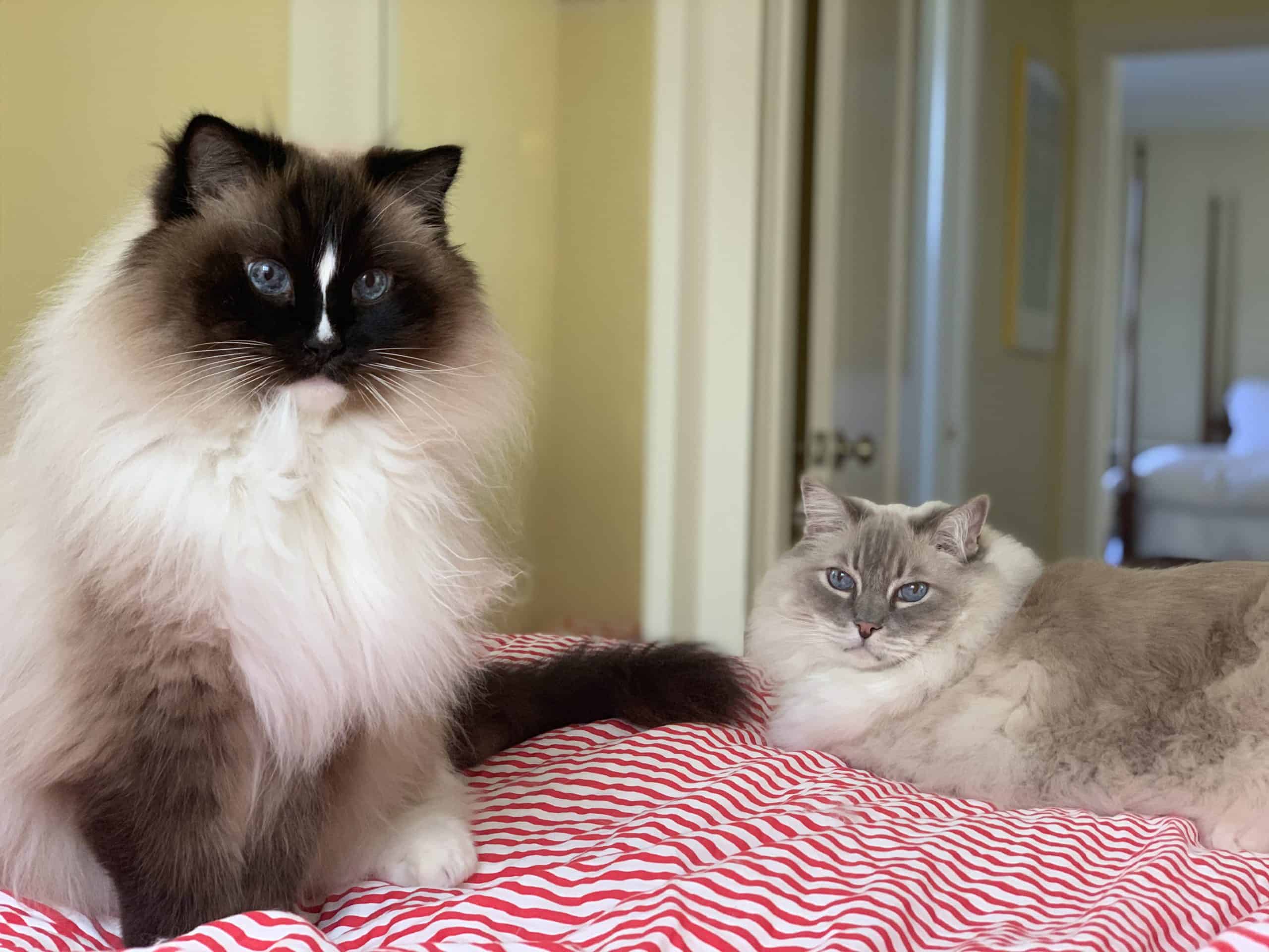 Why Lynx Point Ragdoll Cats Are the Perfect Pets for Cat Lovers