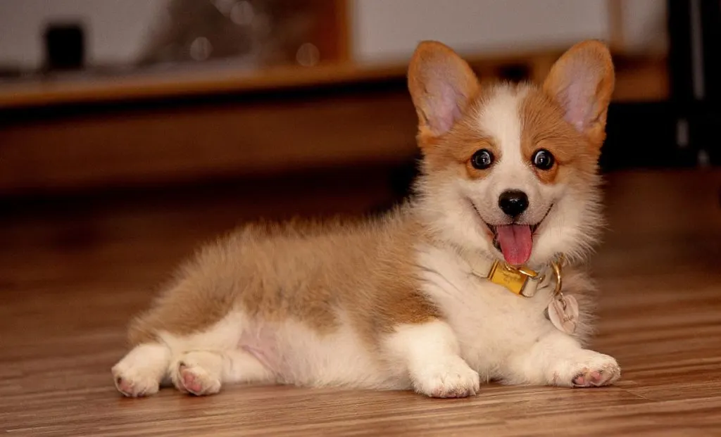 How Much to Feed a Corgi Puppy: A Complete Guide for New Owners