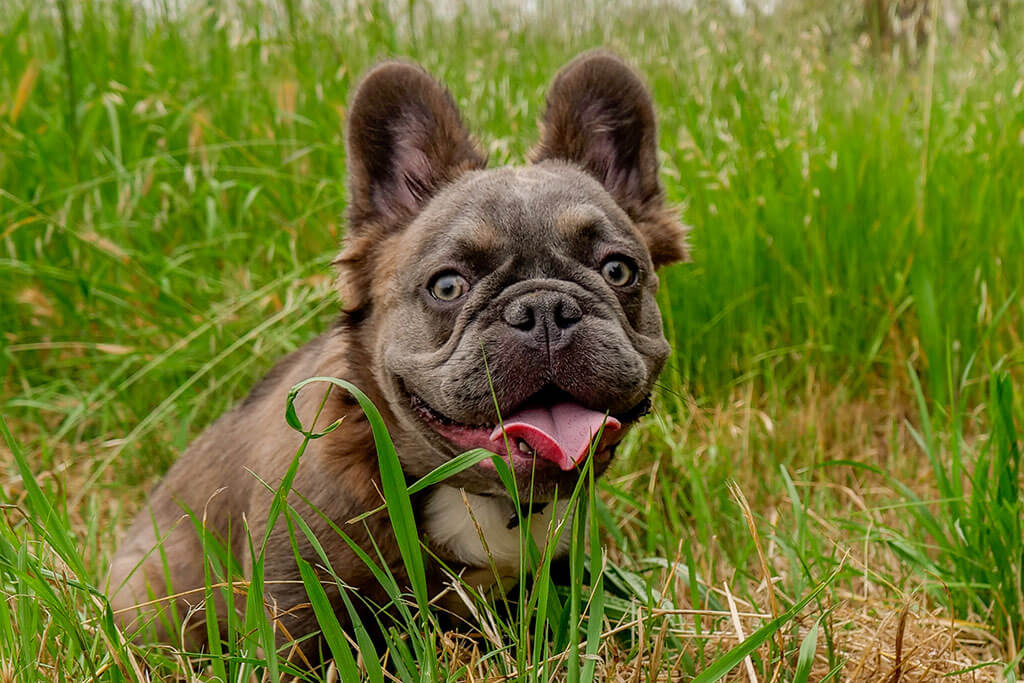 Popular French Bulldog Mix Breeds: Discover the Best Combinations