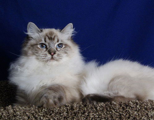 Everything You Need to Know About the Seal Point Lynx Ragdoll Cat