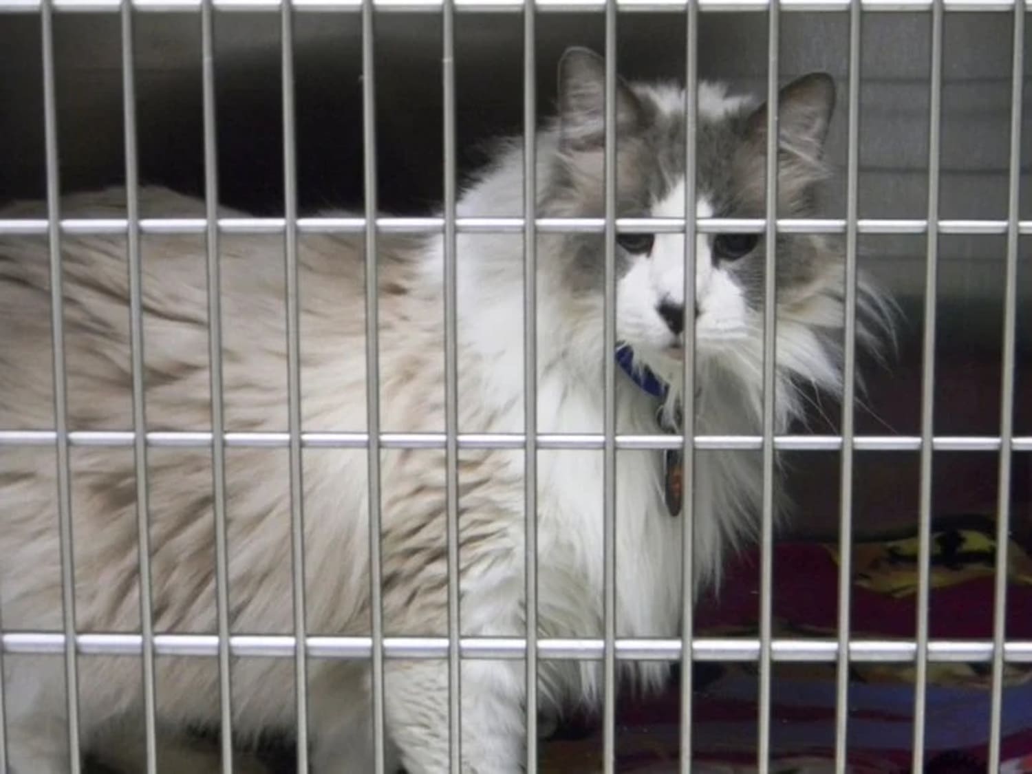 Rehome a Ragdoll Cat: Tips for Finding a Loving Forever Home