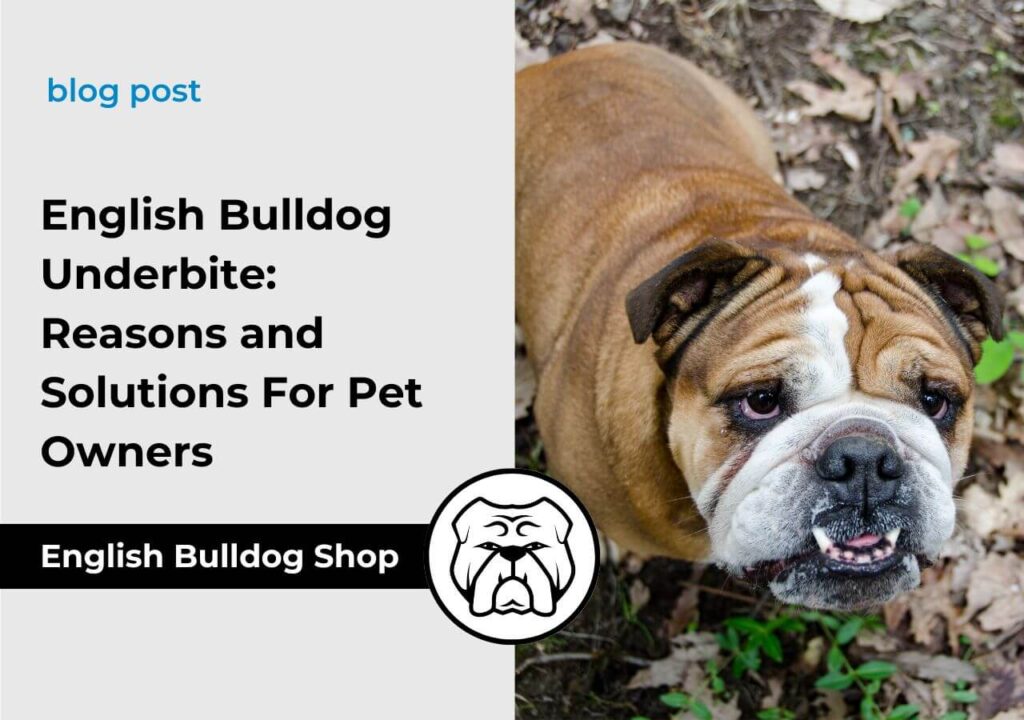 Understanding Bulldog Underbite: What It Is and How to Manage It
