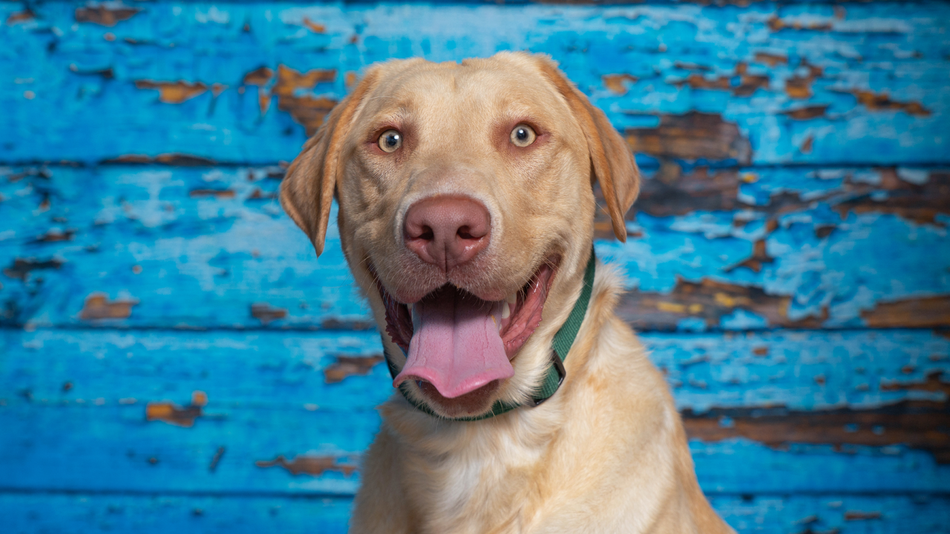 dudley labrador retriever