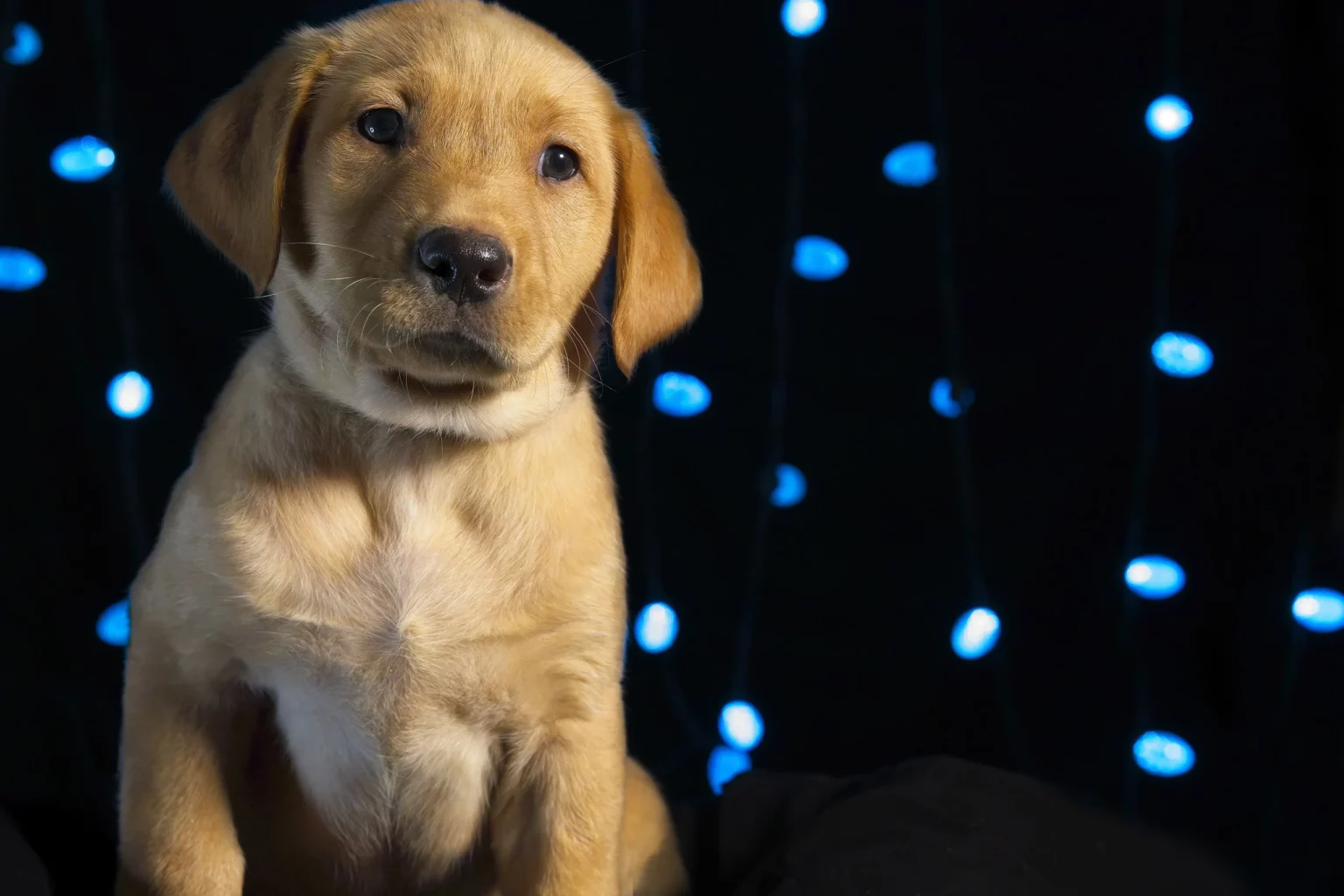 Red Fox Lab Puppies: Everything You Need to Know Before Adopting