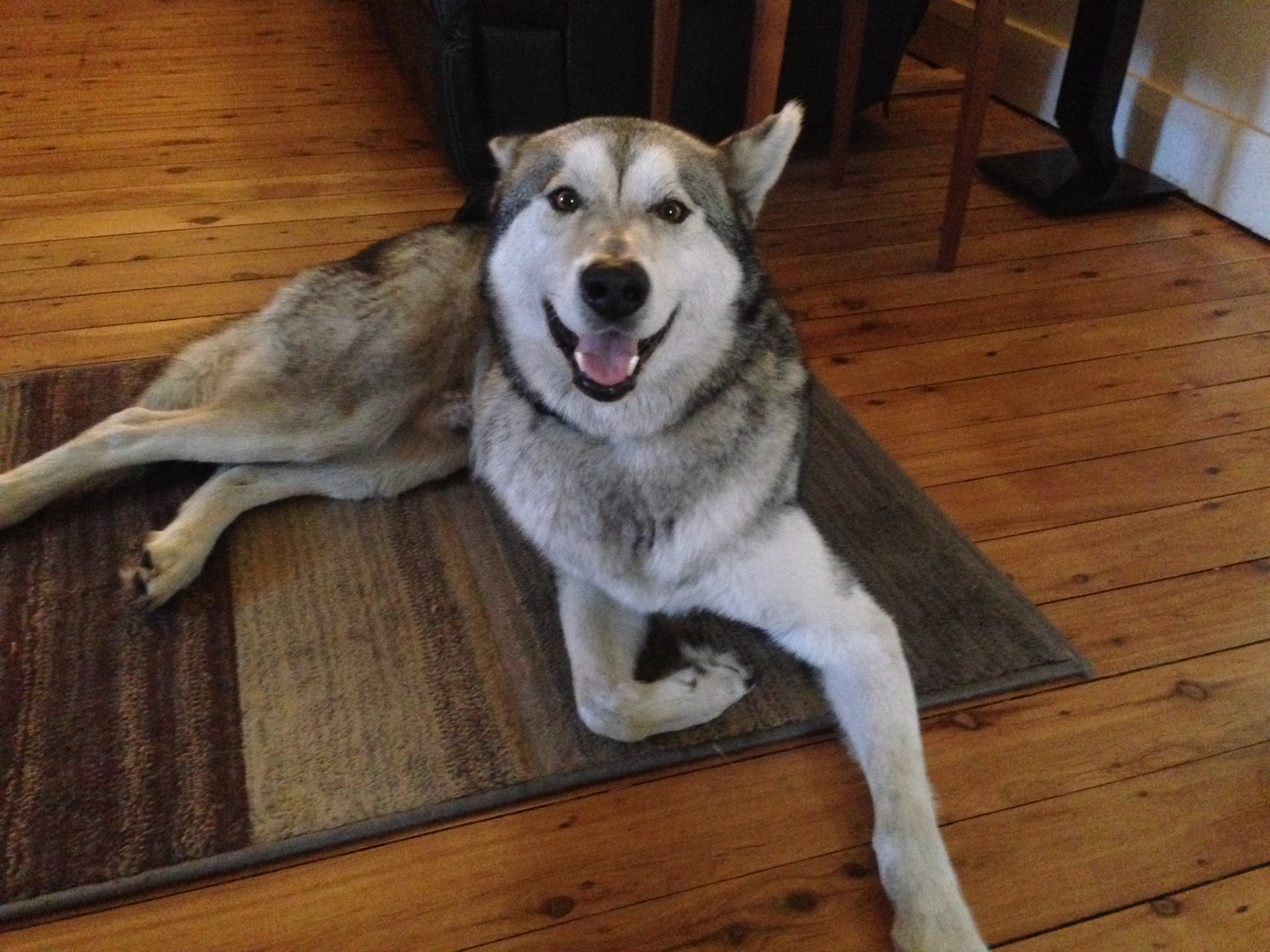 Adopt a Siberian Husky in MN: Tips for First-Time Owners