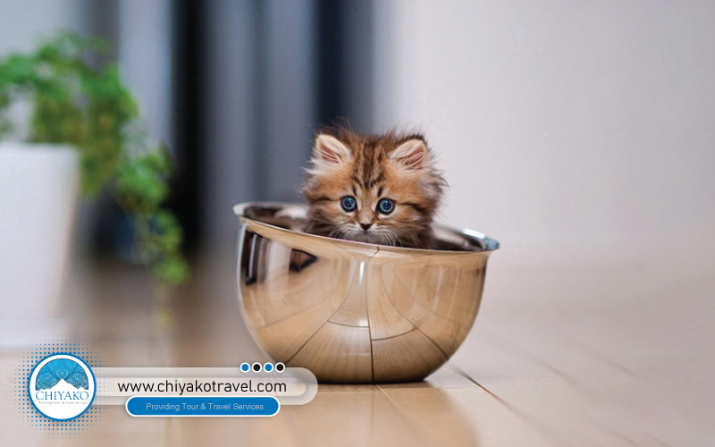 Teacup Persian Cats: Health, Size, and Care Tips for This Popular Mini Breed
