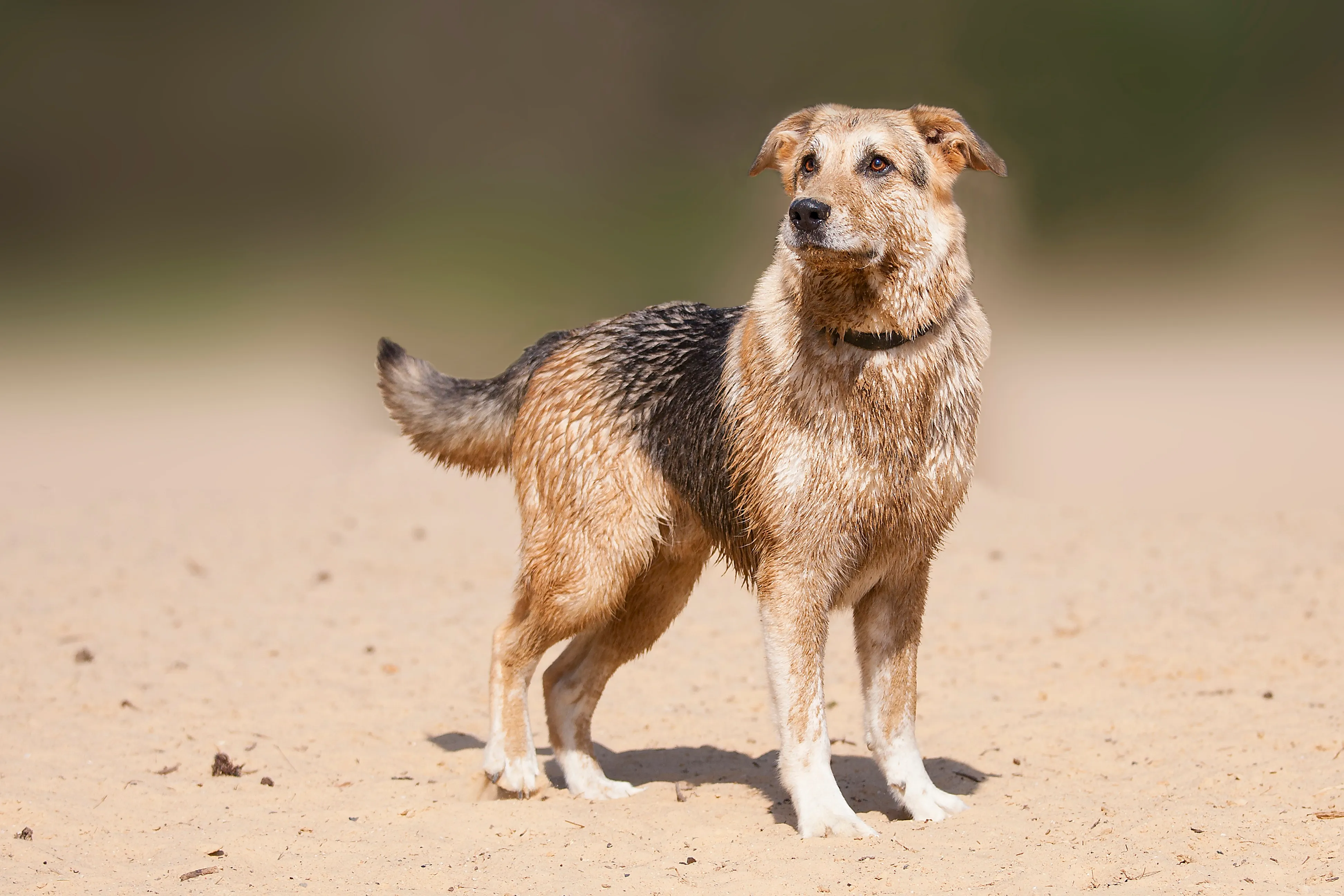 What to Expect from a German Shepherd and Lab Mix (Sheprador)
