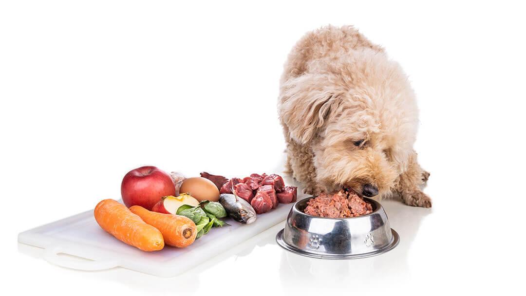 Discover Solutions Pet Food: Healthy Raw Diets for Your Pets Optimal Health