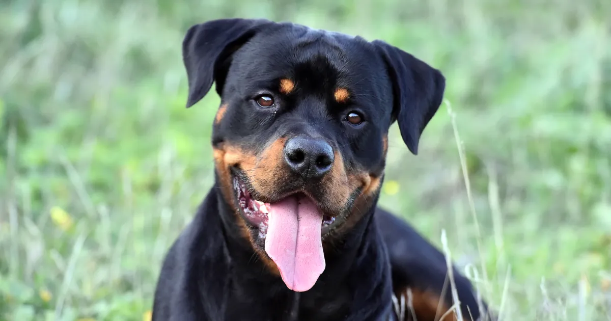 Rottweiler Clipped Ears Guide: Origins, Health Impact, and Proper Care