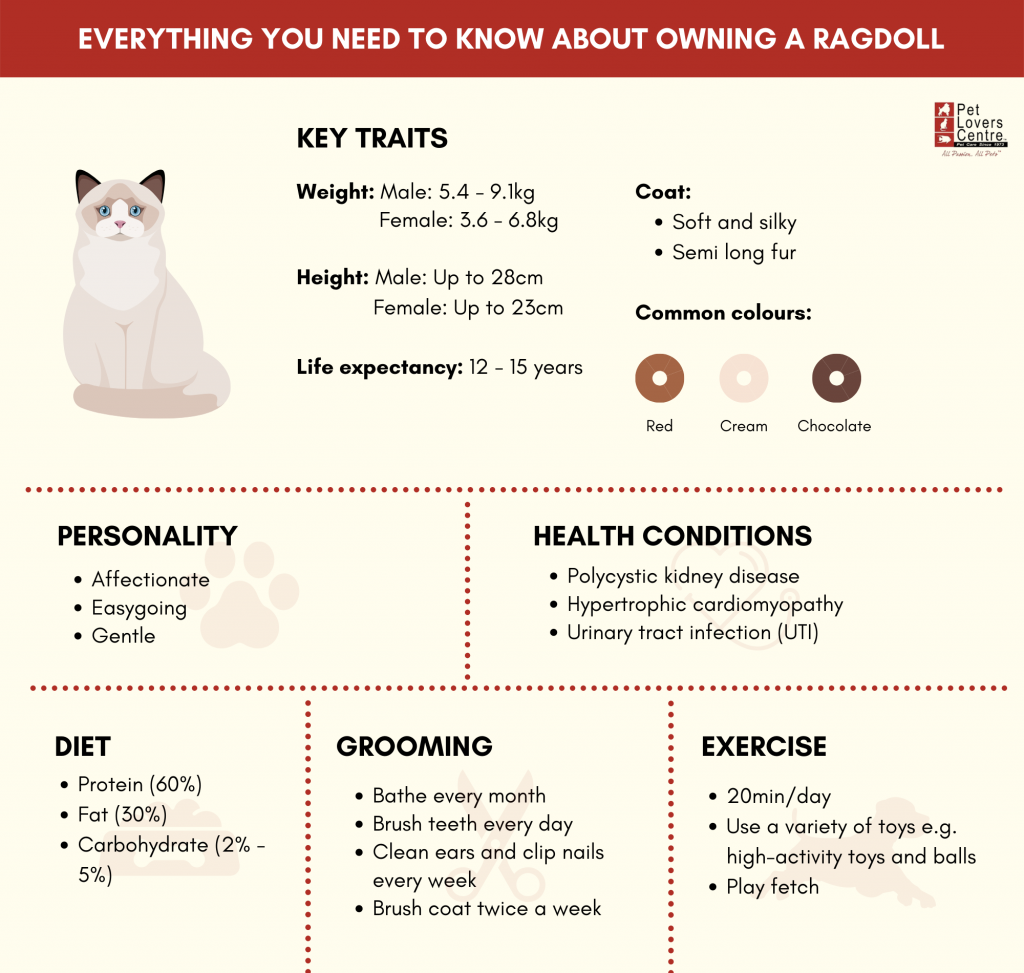 Everything You Need to Know About Brown Ragdoll Cats