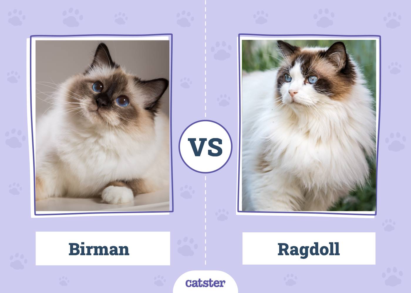Ragdoll Cat vs Birman: Which Breed is Right for You?