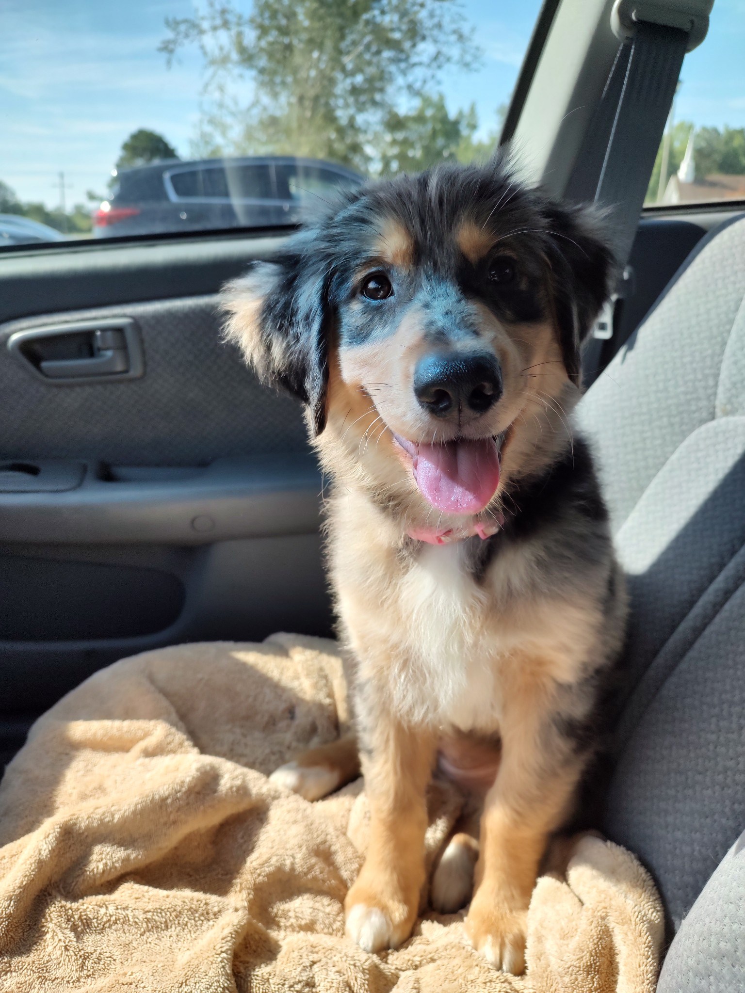 Golden Retriever Australian Shepherd Mix for Sale Near Grand Rapids – Find Your Perfect Pup