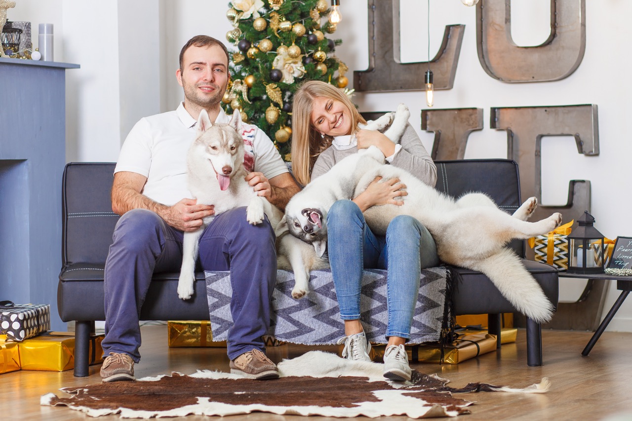 Siberian Husky Apartment Dog Guide: How to Make Apartment Living Work