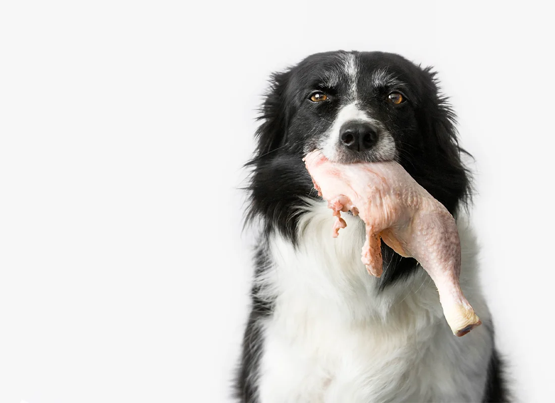 Why Choose Grounded Chicken Bone-In for Your Dog's Diet?