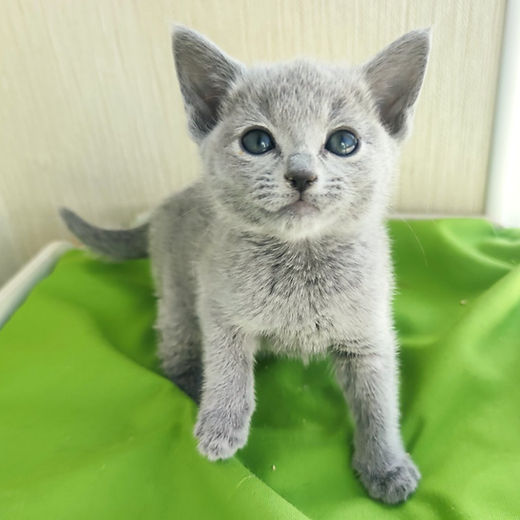 Russian Blue Cat Rescue: Find Your Perfect Companion Today