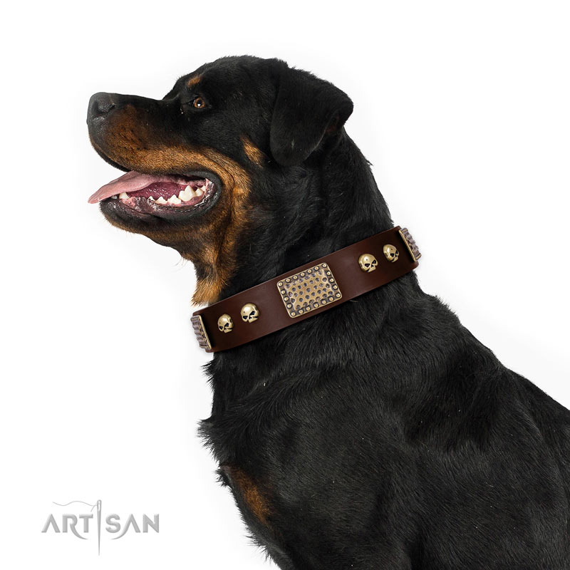 Best Rottweiler Dog Collars for Training and Comfort