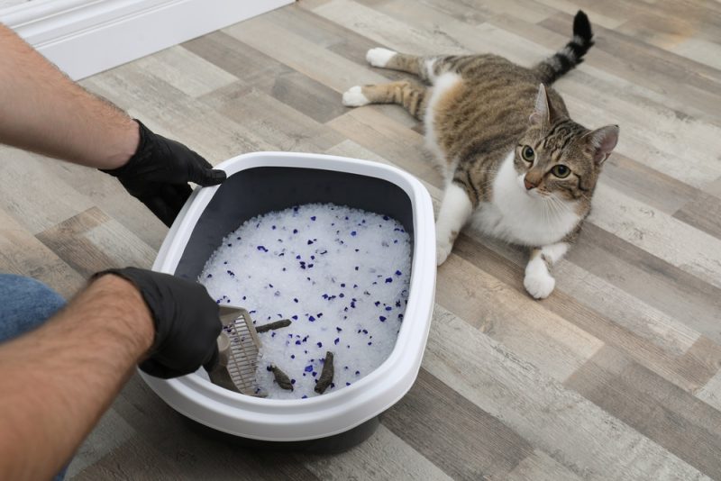 Is 16lb of Cat Litter Sufficient for Monthly Use? Find Out!