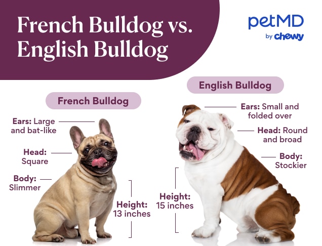 English Bulldog or French Bulldog? A Comprehensive Comparison