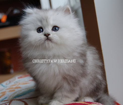 Best Silver Persian Cat Breeders for Purebred Kittens
