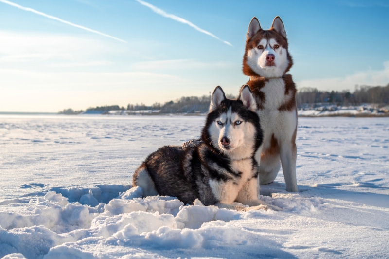Why Siberian Huskies Thrive in Cold Weather: Key Facts You Need to Know