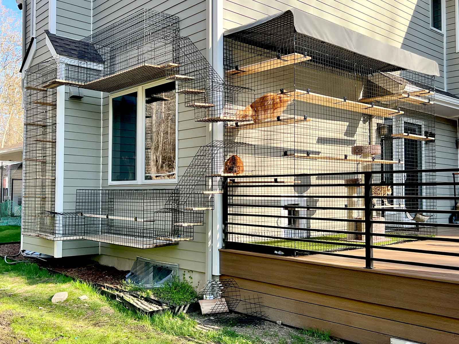 Why Choose Cats Cradle Cattery for Your Cat's Next Stay?