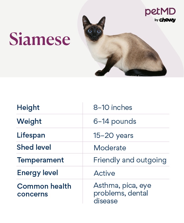 Discover the Siamese Mixed Cat: Personality, Appearance, and Care Tips