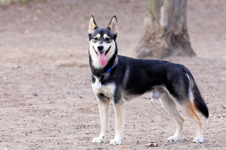 Gerberian Shepsky Guide: Temperament, Care, and Traits of the Siberian Husky German Shepherd Mix