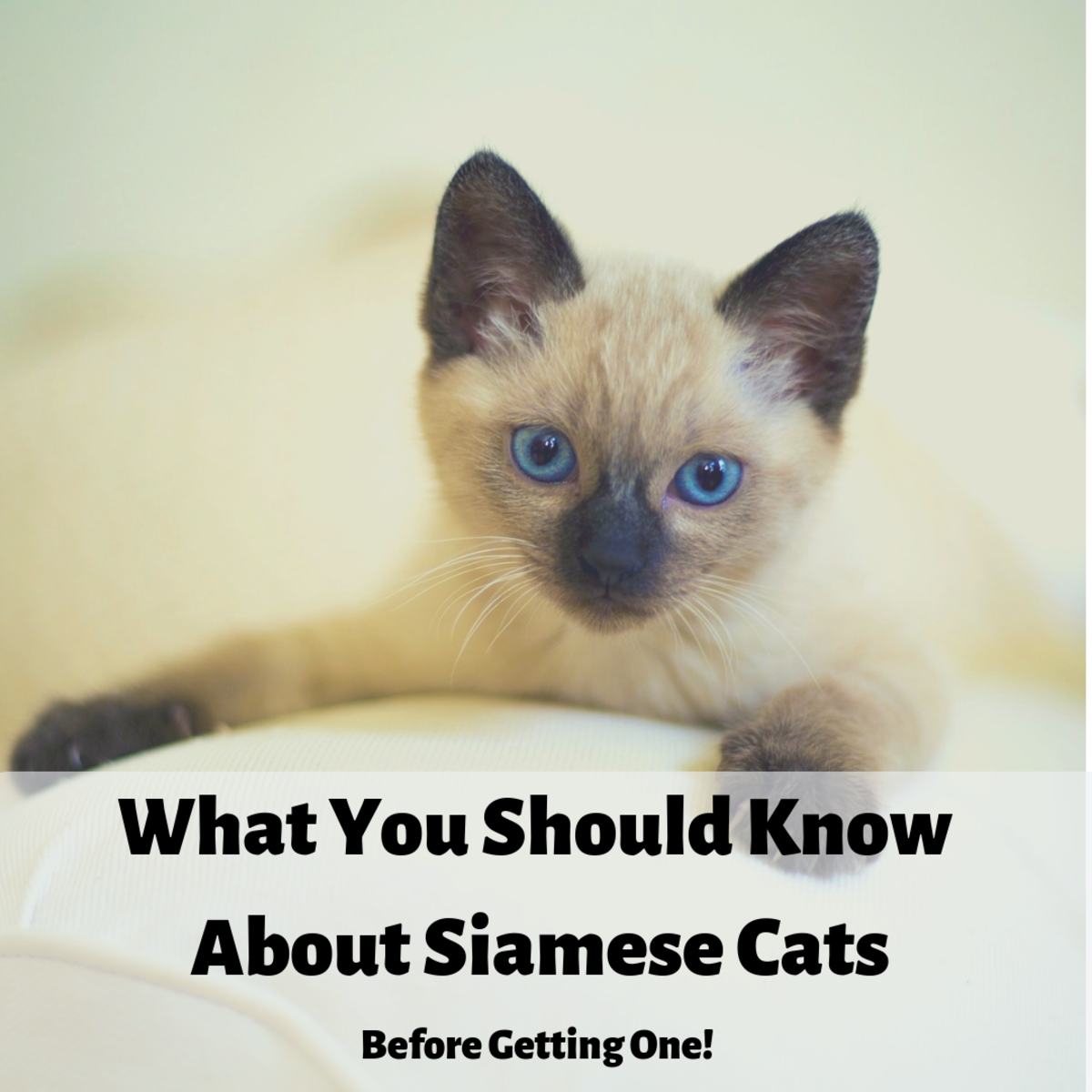 What to Expect from a Half Siamese Cat: A Comprehensive Guide
