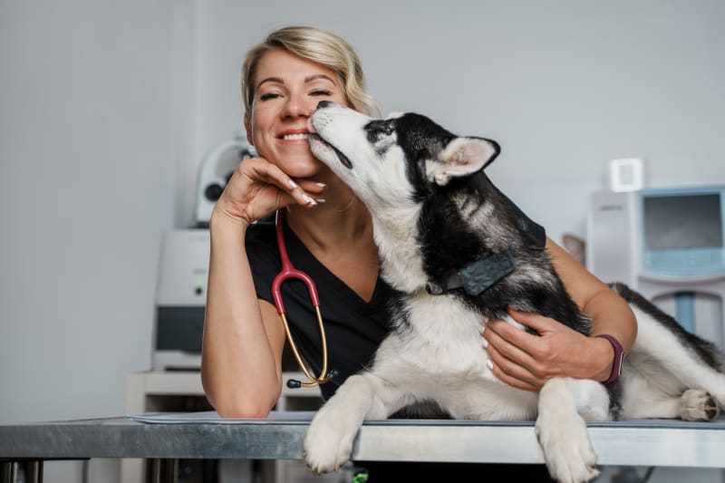 Common Side Effects of the Bordetella Vaccine: What Dog Owners Need to Know