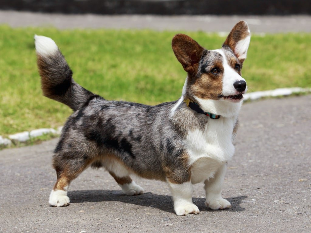Why Do Corgis Have Short Tails? Understanding Corgi Tail Genetics and History