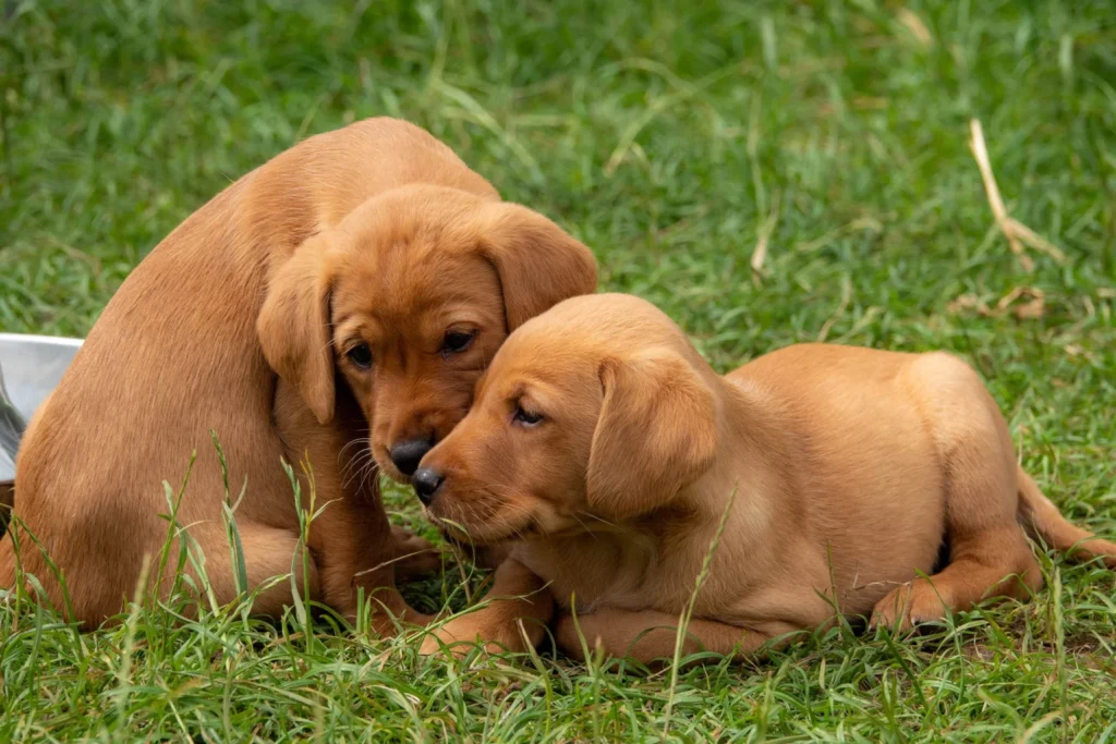 Red Fox Lab Puppies: Everything You Need to Know Before Adopting
