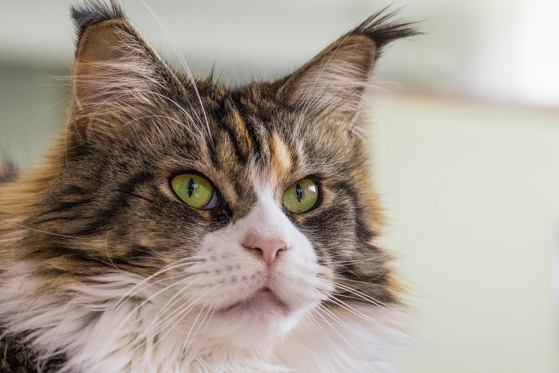 Is Your Cat Part Maine Coon? Signs of a Half Maine Coon Mix