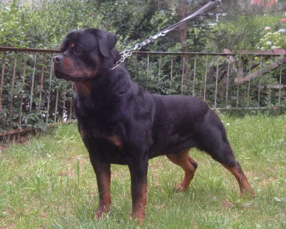 Rottweiler Breeders in Texas: Where to Get Your Perfect Rottweiler Puppy