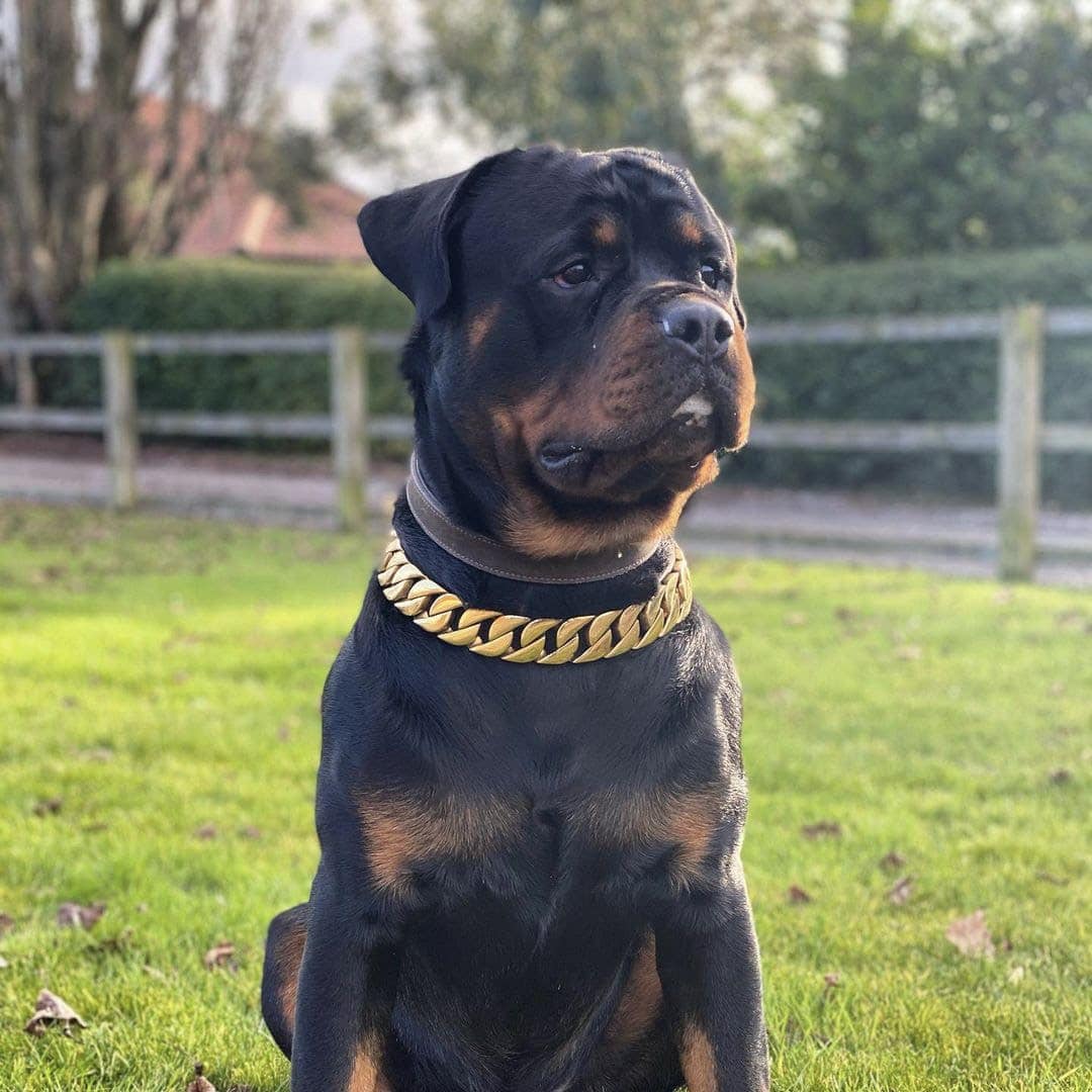 Best Rottweiler Dog Collars for Training and Comfort