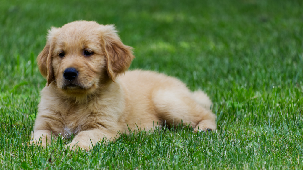 Discover the Unique Long Haired Labrador Retriever: Traits, Grooming, and Care Tips