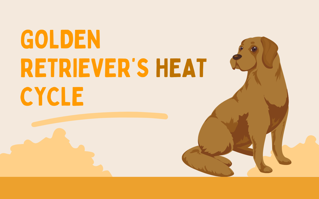 Understanding the Golden Retriever Heat Cycle: What Every Dog Owner Should Know