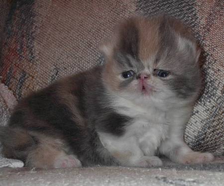 Understanding Persian Cat Prices: From Breeders to Adoption