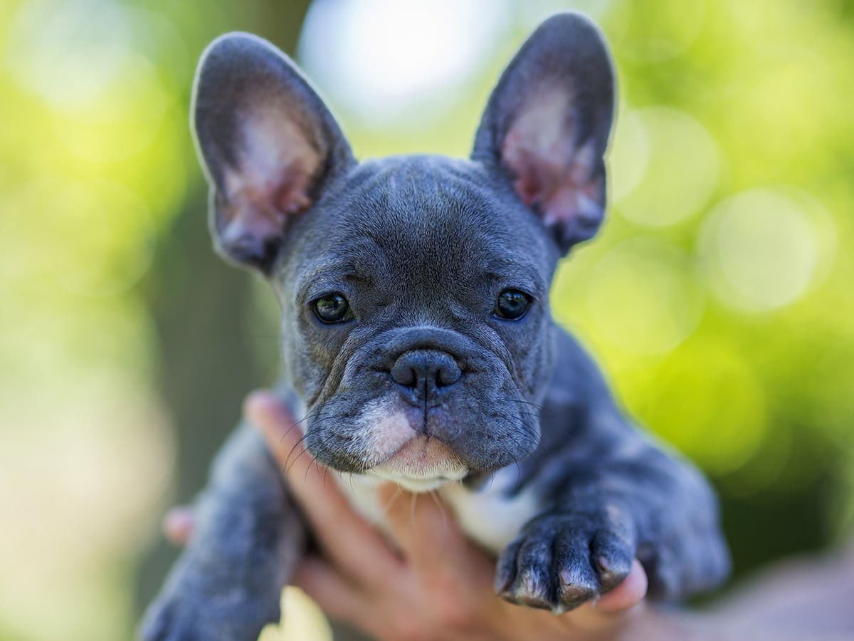 French Bulldog Price Guide: Cost & Factors in 2024