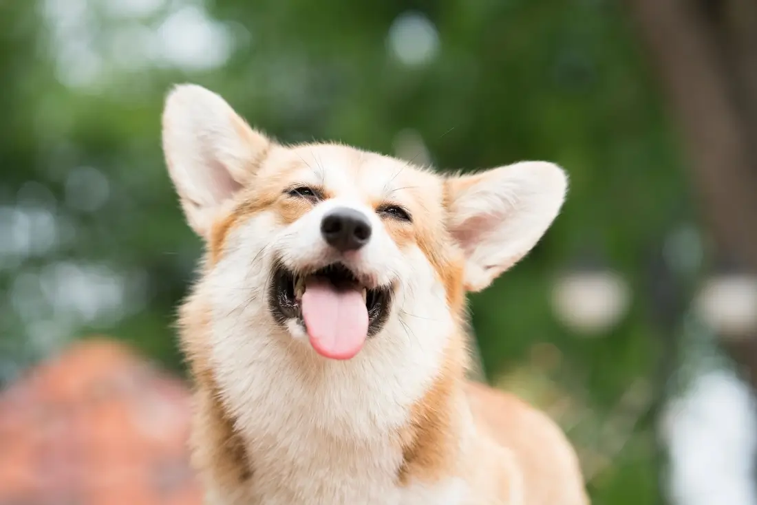How Much to Feed a Corgi Puppy: A Complete Guide for New Owners