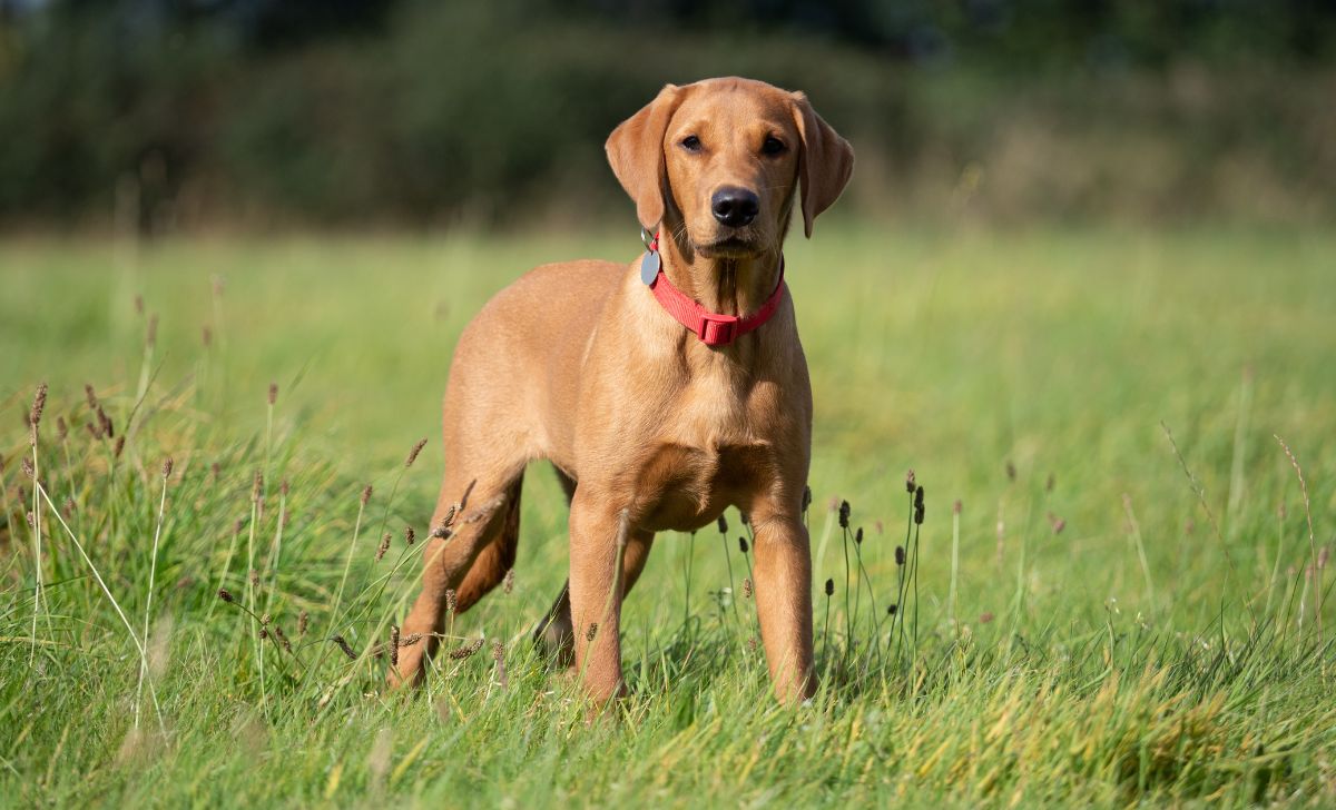 Red Colored Labrador Retrievers: Unique Traits, Care, and Popularity