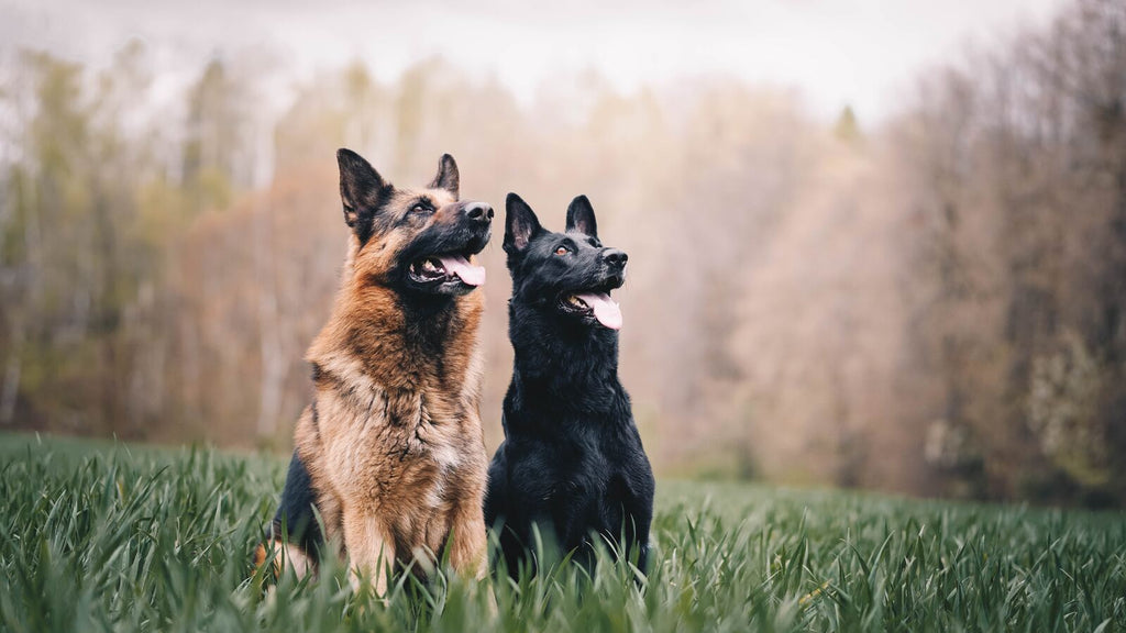 Discover the Best Dog Food for German Shepherds: Nutrition & Quality Options